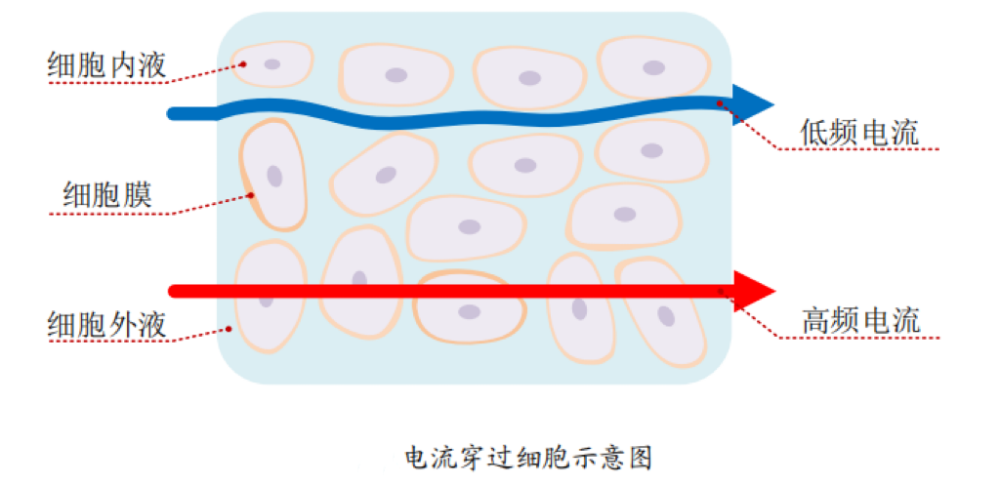 体脂的？数据准确吗？一起来了解ky开元棋牌体脂秤是怎么测出(图5)